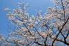 sankeien_0647_mini.jpg