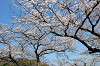 sankeien_0648_mini.jpg