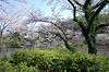 sankeien_0653_mini.jpg