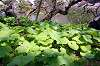 sankeien_0657_mini.jpg