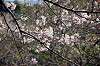 sankeien_0685_mini.jpg