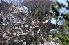 sankeien_0786_mini.jpg
