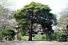 sankeien_0802_mini.jpg