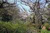 sankeien_0806_mini.jpg