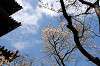 sankeien_0934_mini.jpg