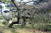 sankeien_1068_mini.jpg