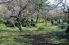 sankeien_1152_mini.jpg