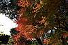 sankeien_1312_mini.jpg