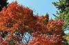 sankeien_1317_mini.jpg