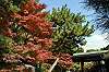 sankeien_1319_mini.jpg
