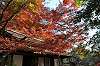 sankeien_1370_mini.jpg
