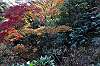 sankeien_1376_mini.jpg