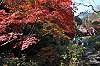 sankeien_1378_mini.jpg