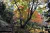 sankeien_1443_mini.jpg
