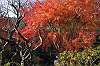 sankeien_1519_mini.jpg