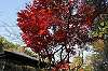sankeien_1520_mini.jpg