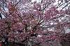 shinobazu_0444_mini.jpg