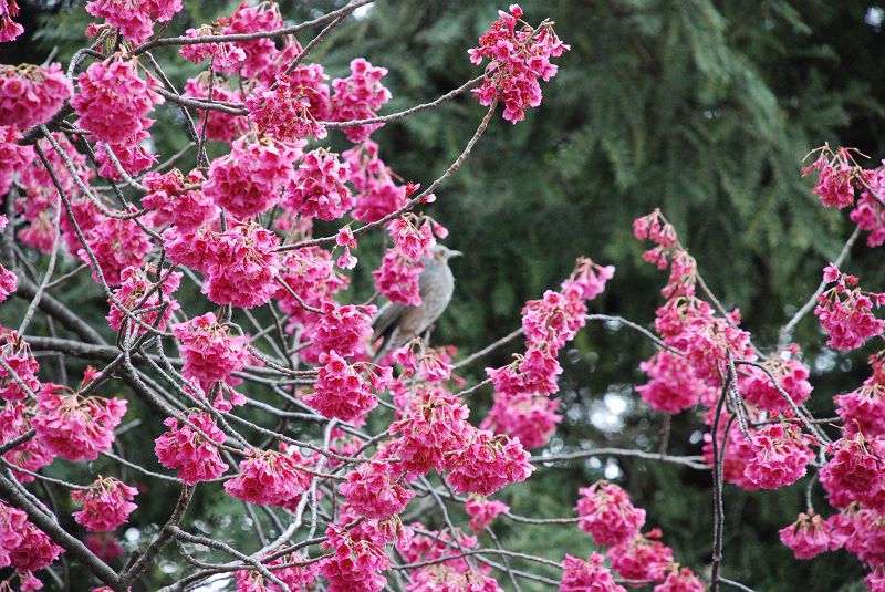寒緋桜（カンヒザクラ）