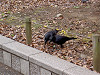 ueno_0205_mini.jpg