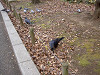 ueno_0207_mini.jpg
