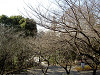 ueno_0314_mini.jpg