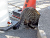 ueno_0328_mini.jpg