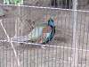 ueno_zoo_0009_mini.jpg