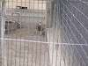 ueno_zoo_0010_mini.jpg