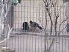 ueno_zoo_0012_mini.jpg