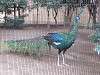 ueno_zoo_0015_mini.jpg