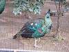 ueno_zoo_0016_mini.jpg