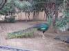 ueno_zoo_0018_mini.jpg