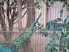 ueno_zoo_0019_mini.jpg