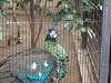 ueno_zoo_0020_mini.jpg