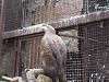 ueno_zoo_0022_mini.jpg