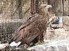 ueno_zoo_0023_mini.jpg