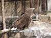 ueno_zoo_0024_mini.jpg