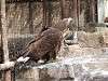 ueno_zoo_0025_mini.jpg