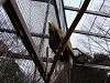 ueno_zoo_0027_mini.jpg