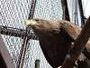 ueno_zoo_0028_mini.jpg