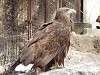 ueno_zoo_0029_mini.jpg