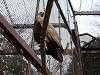ueno_zoo_0030_mini.jpg