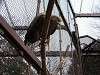 ueno_zoo_0031_mini.jpg