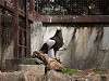 ueno_zoo_0034_mini.jpg