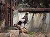 ueno_zoo_0035_mini.jpg