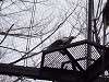 ueno_zoo_0036_mini.jpg