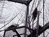 ueno_zoo_0037_mini.jpg