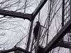 ueno_zoo_0039_mini.jpg