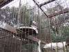 ueno_zoo_0041_mini.jpg