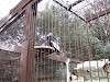 ueno_zoo_0043_mini.jpg